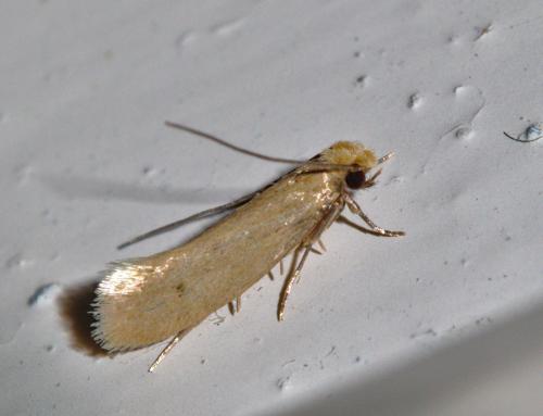 Tinea pellionella
